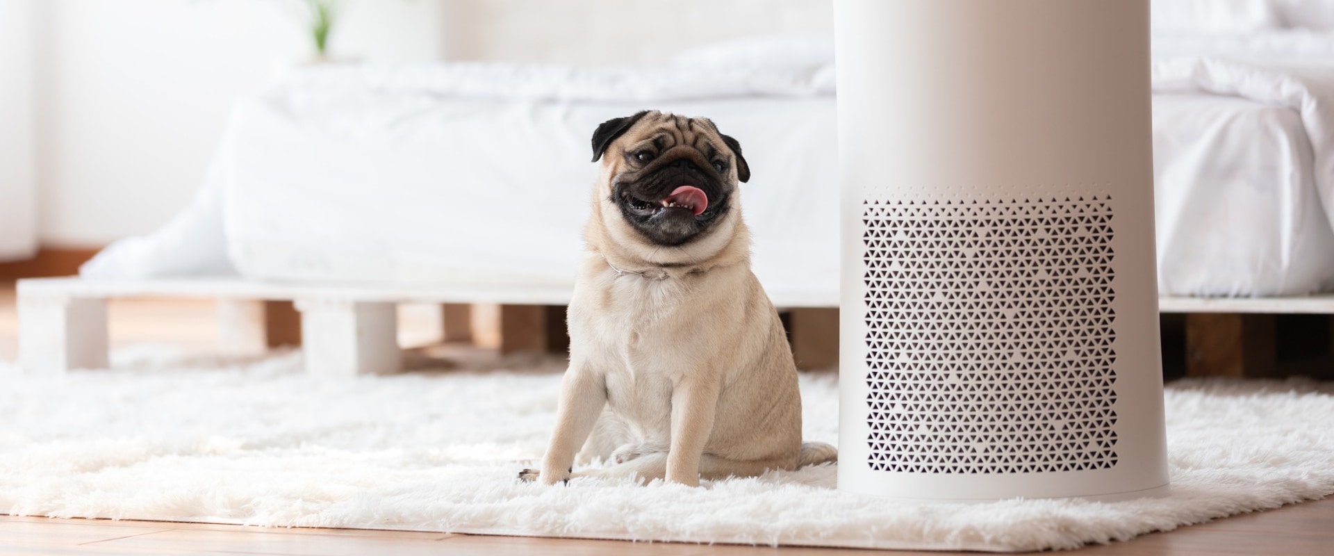 Will an Air Ionizer Help with Allergies or Respiratory Issues in Miami Beach, FL?