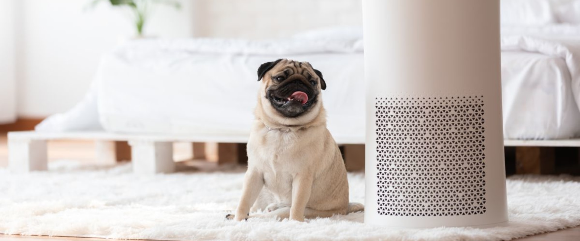 Ionizers vs Air Purifiers: A Comprehensive Guide