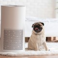 Will an Air Ionizer Help with Allergies or Respiratory Issues in Miami Beach, FL?